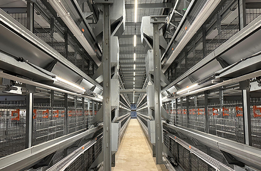 肉雞養(yǎng)殖系列產(chǎn)品